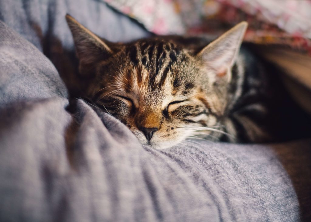 Katze fühlt sich wohl weil Sie Bio Katzenfutter bekommt